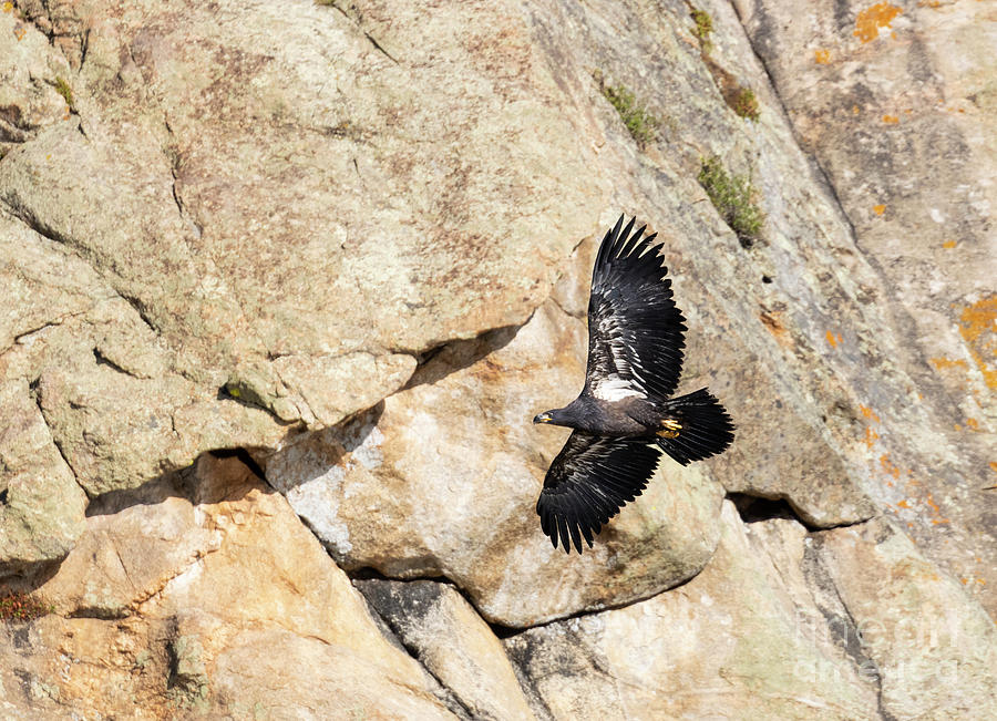 Bald Eagle Fledgling #1 Photograph by Steven Krull