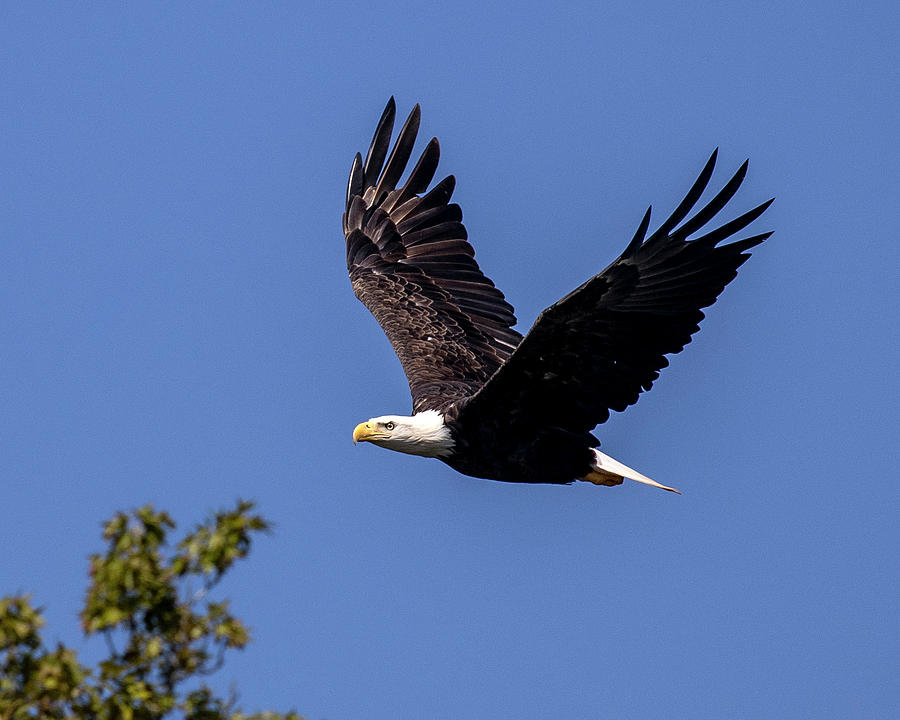 Bald Eagle Flight #1 Photograph by Alan Raasch