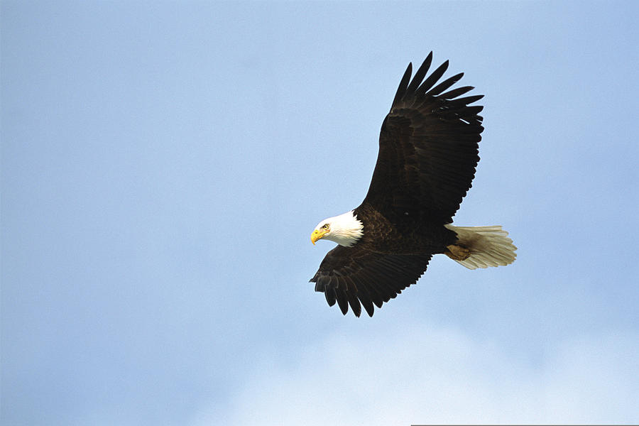 Bald eagle flying , Alaska #1 Photograph by Comstock Images