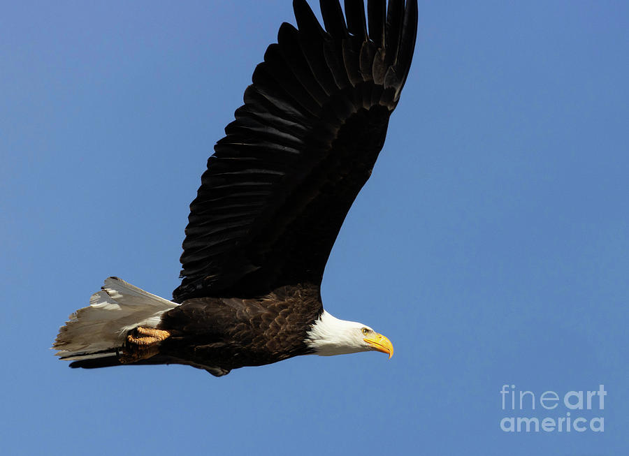 Bald Eagle Flying Over Eleven Mile Canyon #1 Photograph by Steven Krull