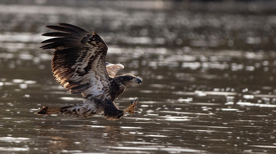 Bald Eagle, haliaeetus leucocephalus, Raptor Art, Hall River, North Carolina  #1 Photograph by Eric Abernethy