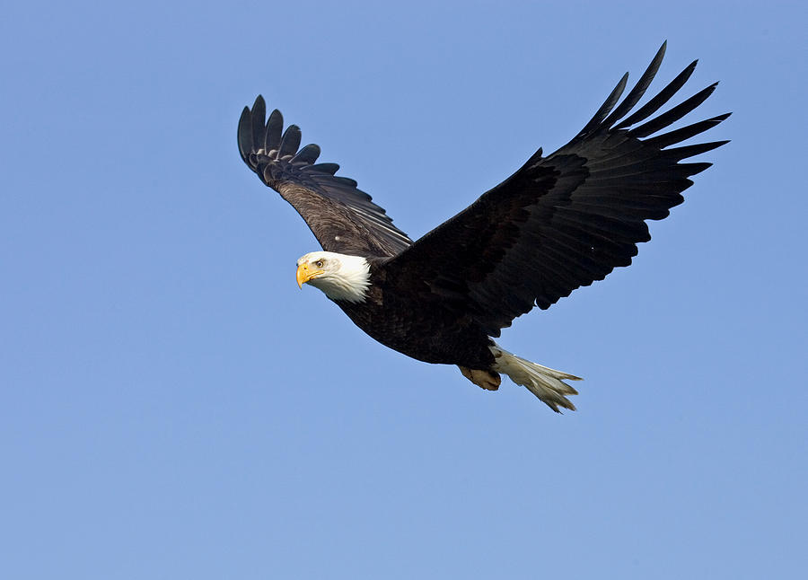 Bald Eagle in Flight, Alaska #1 Photograph by BirdImages