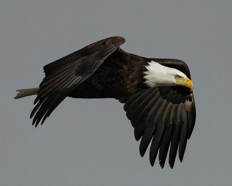 bald-eagle-in-flight-photograph-by-deb-henman-pixels