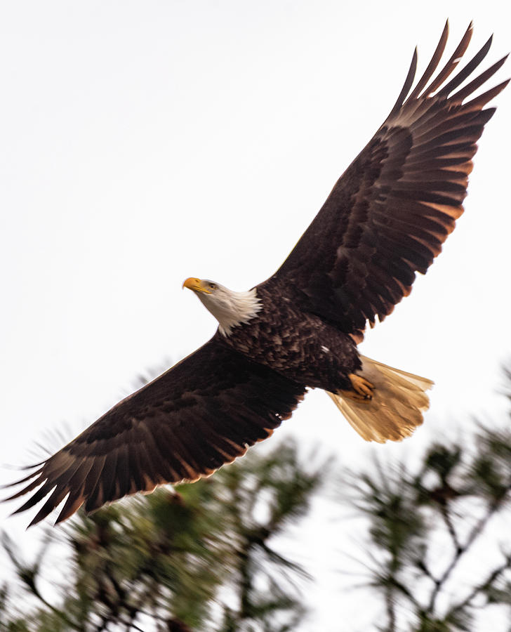 Bald Eagle in Flight #2 Photograph by Matthew Nelson