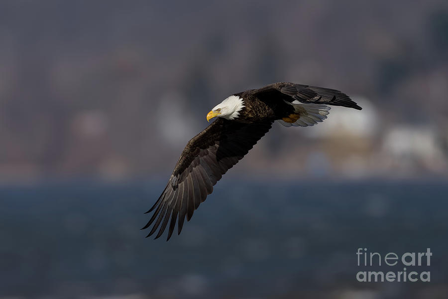 Bald eagle in flight #1 Photograph by Sam Rino