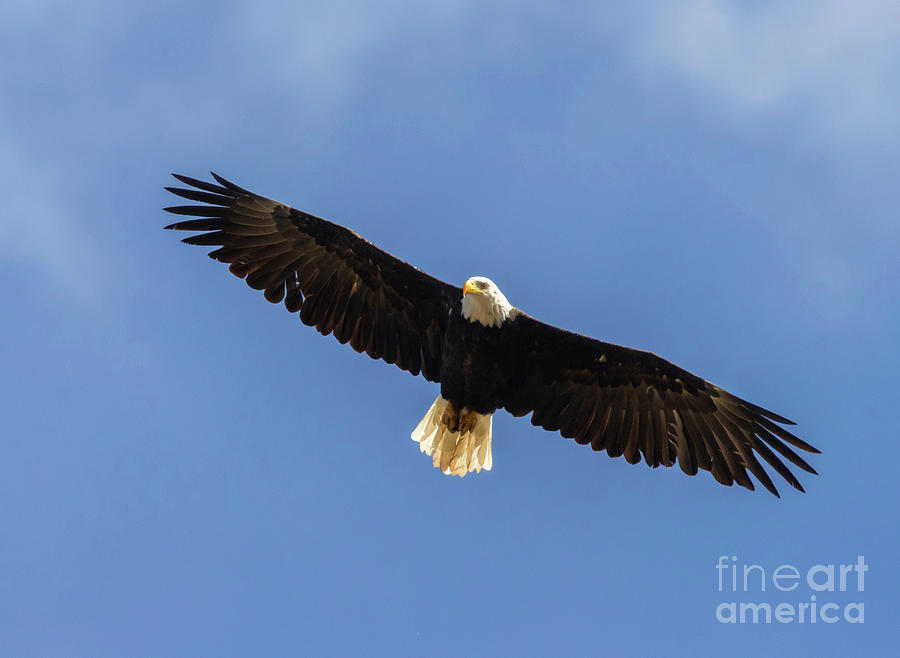 Bald Eagle in Majestic Flight #1 Photograph by Steven Krull
