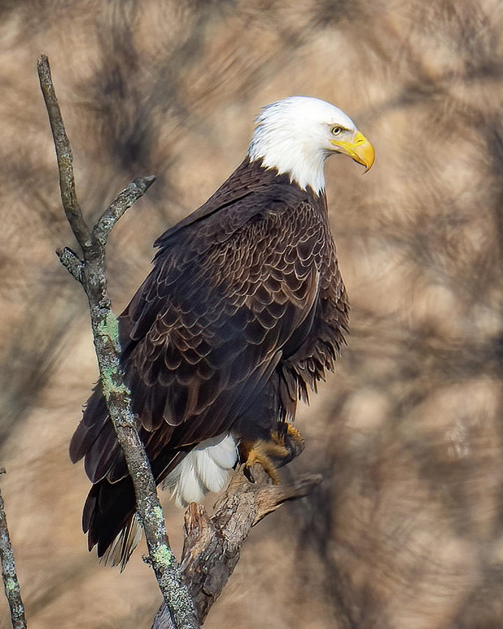 Bald Eagle Photograph by Jim Gregio - Fine Art America