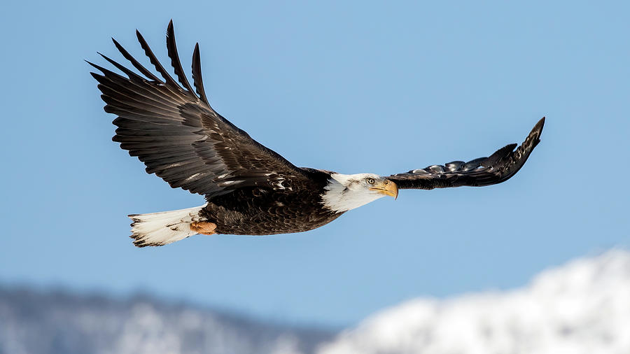 Bald Eagle #1 Photograph by John T Humphrey