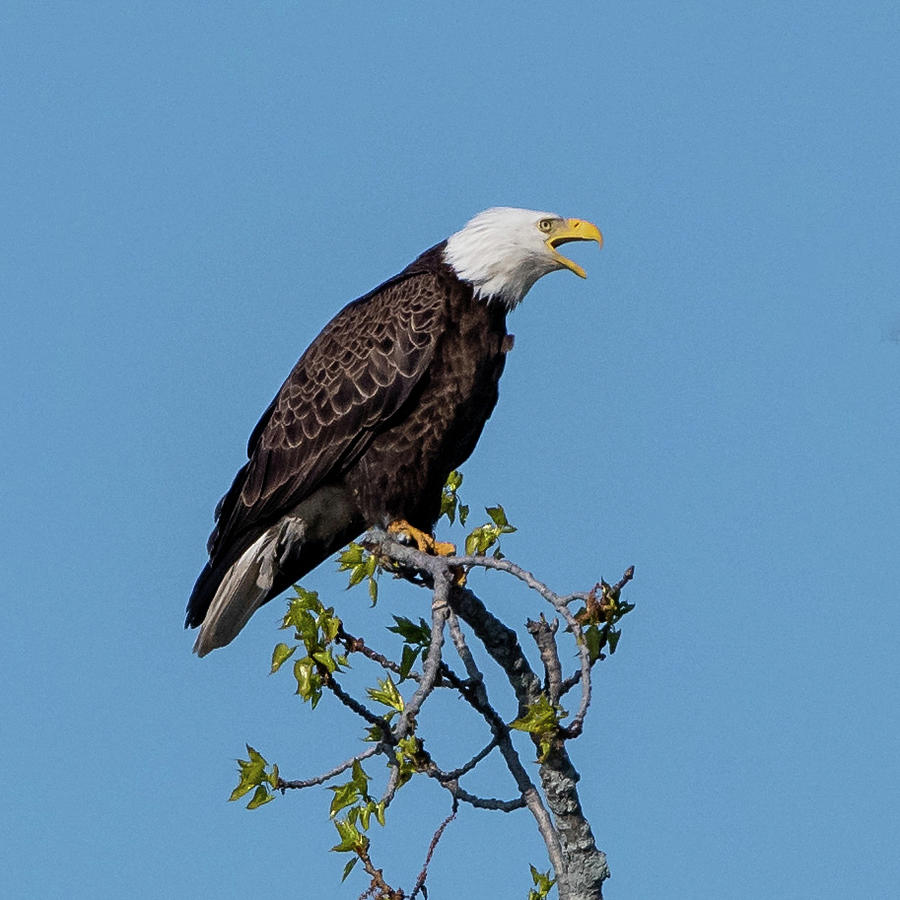 Bald Eagle #1 Photograph by Ken Stampfer