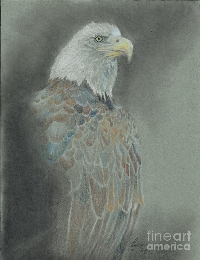 Bald Eagle #2 Drawing by Laurianna Taylor