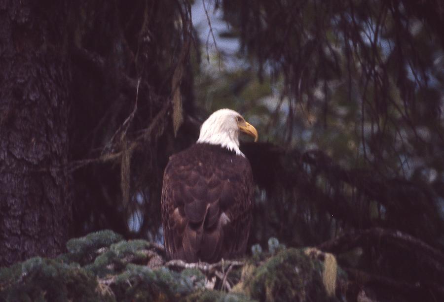 Bald eagle #1 Photograph by Lawrence Christopher