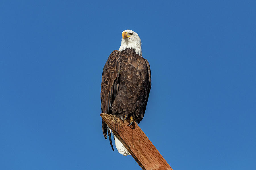 Bald Eagle Looks to the Morning Sun Photograph by Tony Hake | Pixels