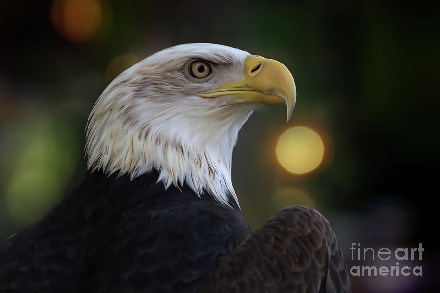Eagle Photograph - Bald Eagle #1 by Melanie Kowasic