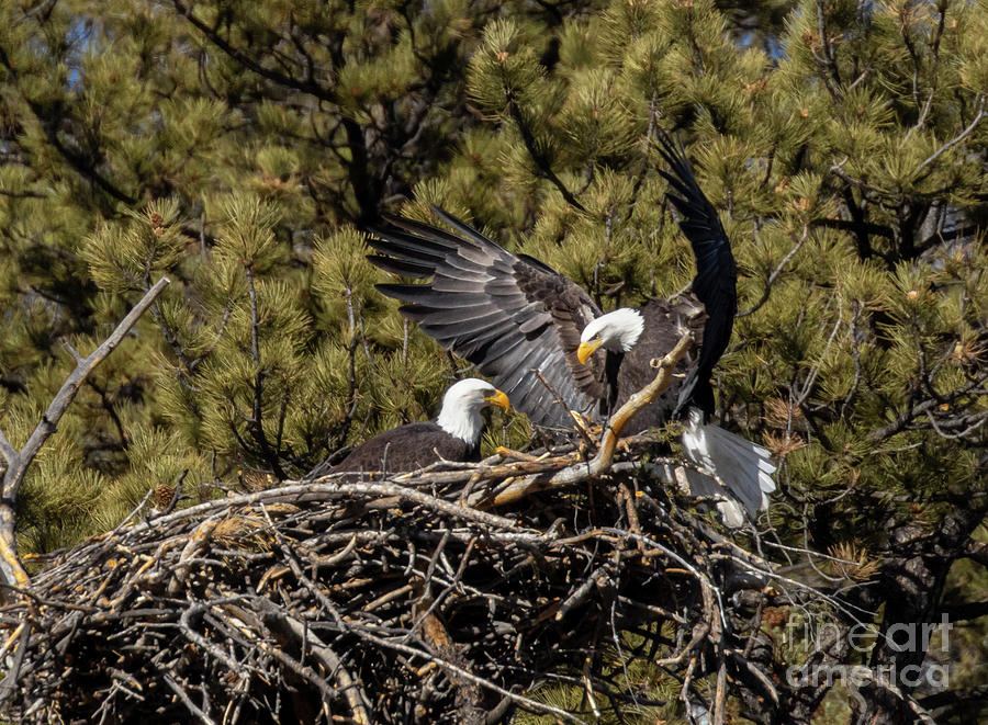 Bald Eagle Nesting Pair #1 Photograph by Steven Krull