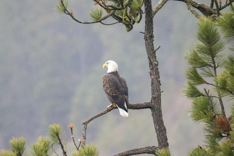 Bald Eagle On A Pine Limb Photograph