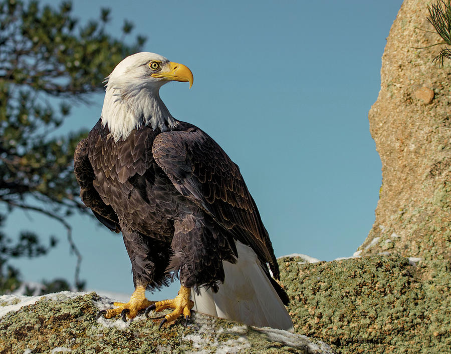 Bald Eagle on Moss Rock #1 Photograph by Dawn Key