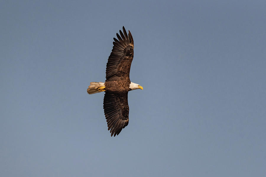 Bald eagle over Camelot #1 Photograph by Gary Eason