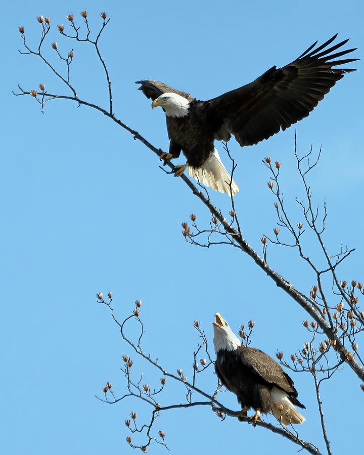 Bald Eagle pair in tree #1 Photograph by Jack Nevitt
