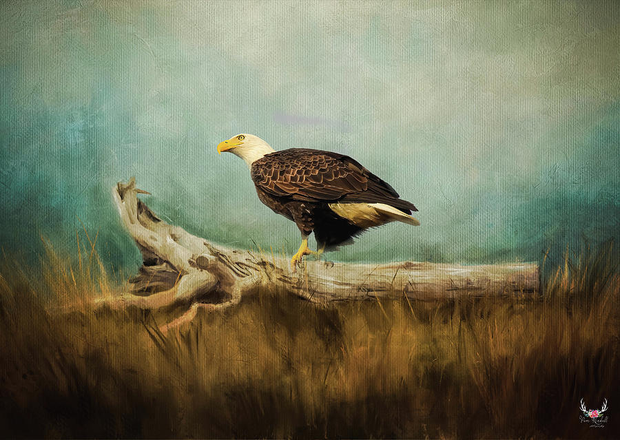 Bald Eagle #1 Photograph by Pam Rendall