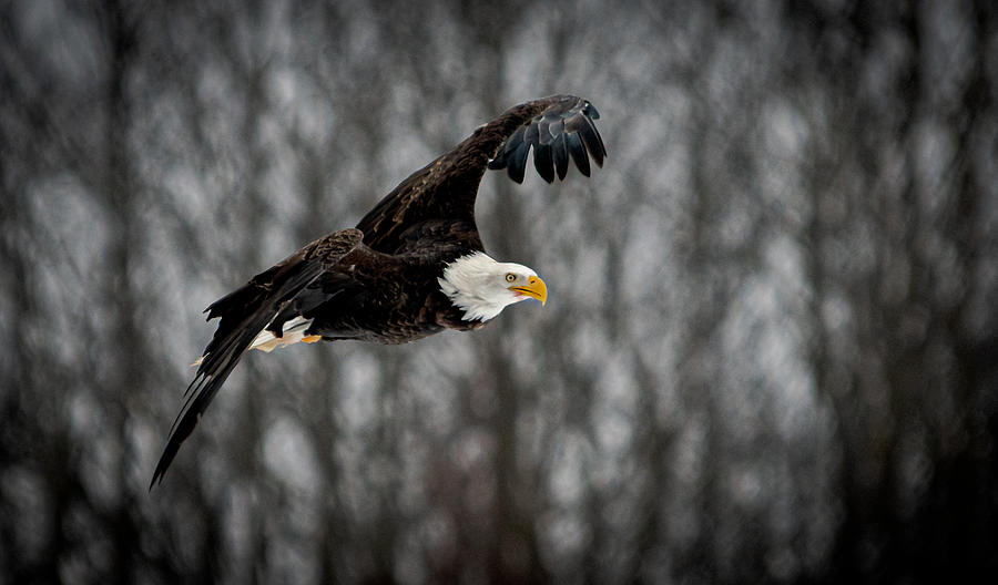 Bald Eagle #1 Photograph by Patrick Boening