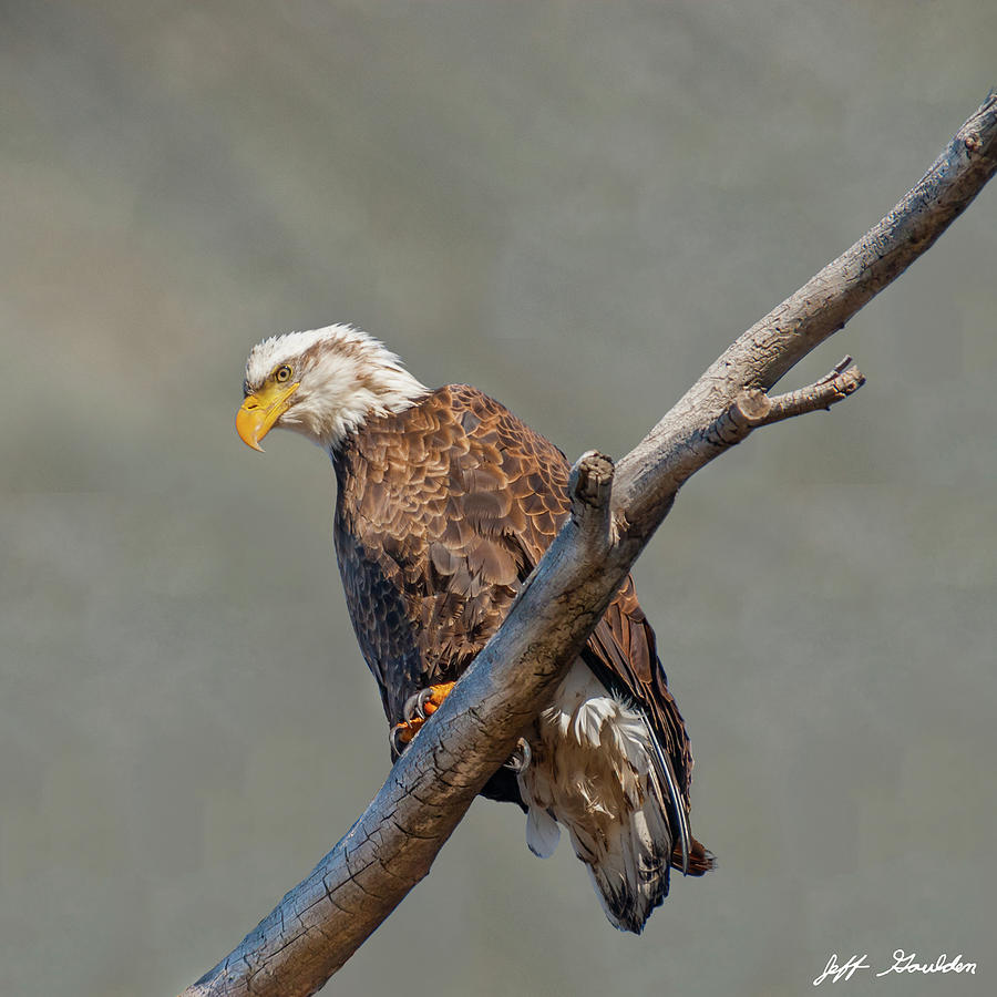 Bald Eagle Perched in a Dead Tree #1 Photograph by Jeff Goulden