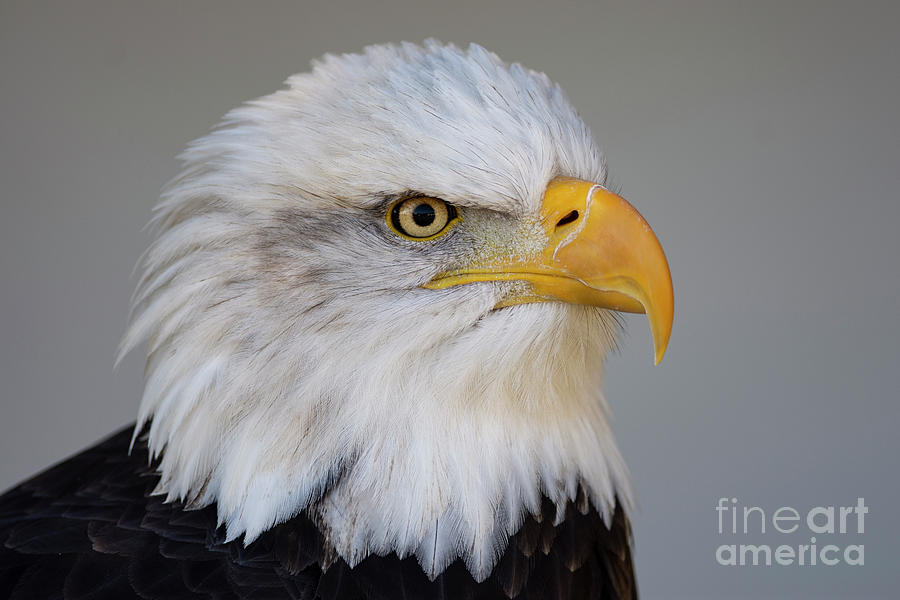 Bald Eagle Portrait #1 Photograph by JT Lewis