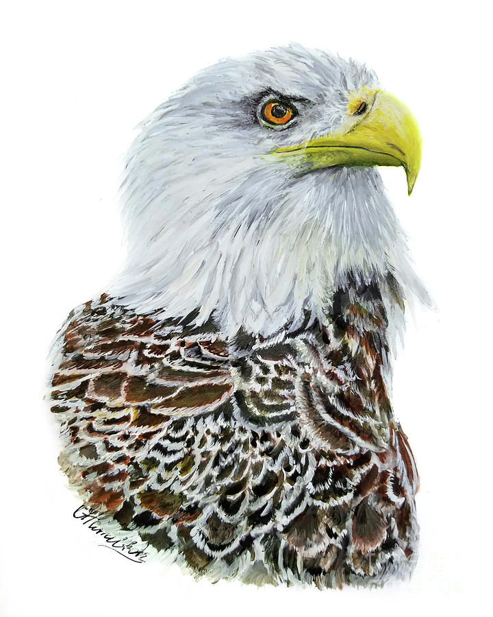 Bald Eagle Portrait  #1 Painting by Olga Hamilton