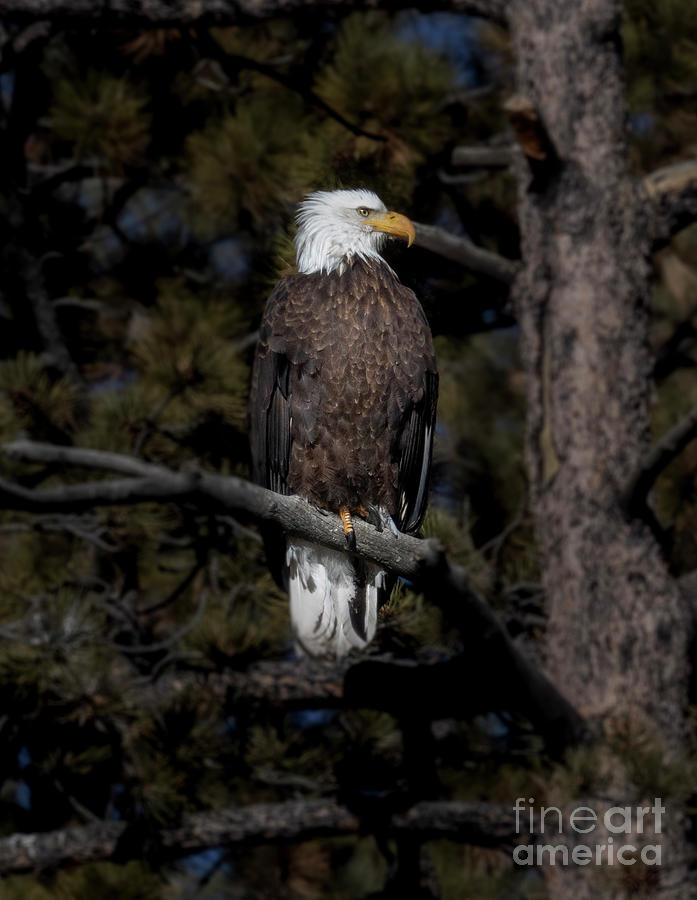 Bald Eagle Posing in Eleven Mile Canyon #1 Photograph by Steven Krull