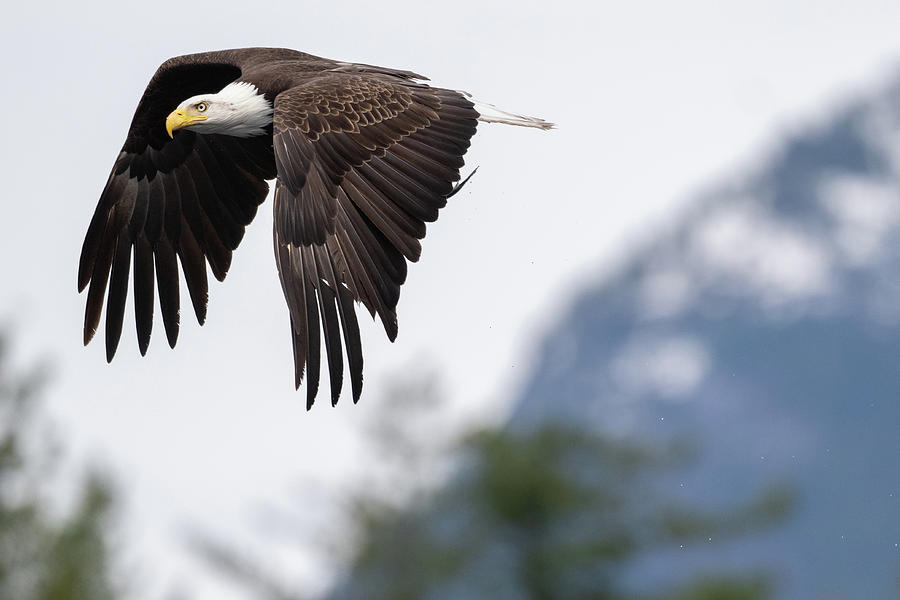 Bald Eagle Profile #1 Photograph by Bill Cubitt
