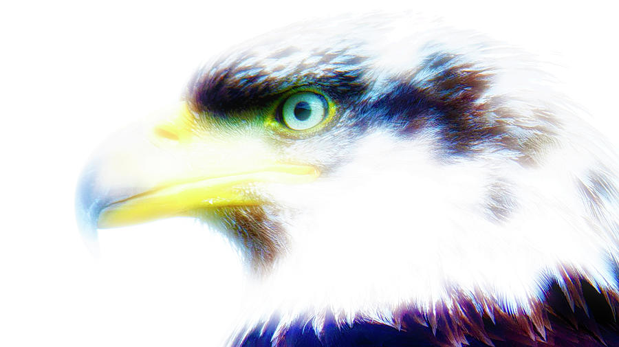 Bald Eagle #1 Digital Art by Robert Libby