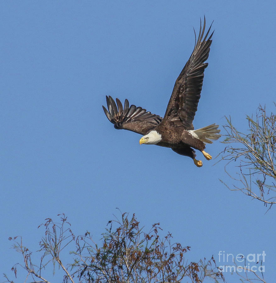 Bird Photograph - Bald Eagle #1 by Scott Moore