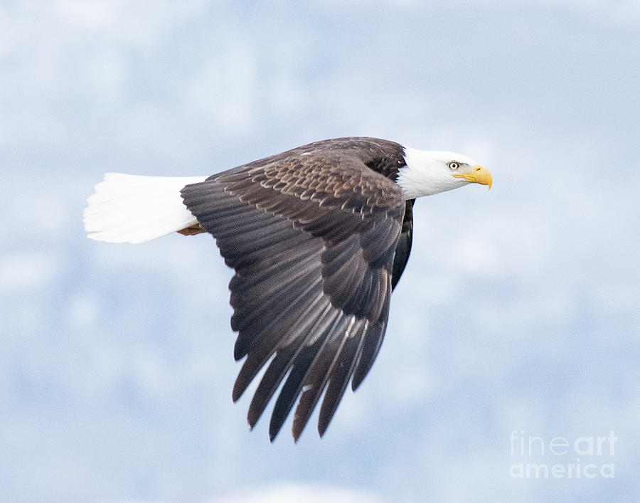Bald Eagle Soaring #1 Photograph by Dennis Hammer