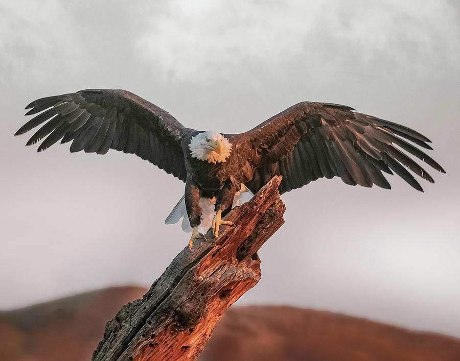 Bald Eagle Spread #2 Photograph by Dawn Key