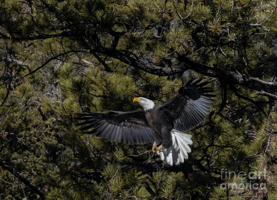 Bald Eagle Spread Wings #1 Photograph by Steven Krull
