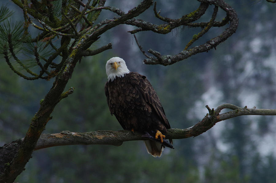 Bald eagle staring #1 Photograph by Jeff Swan