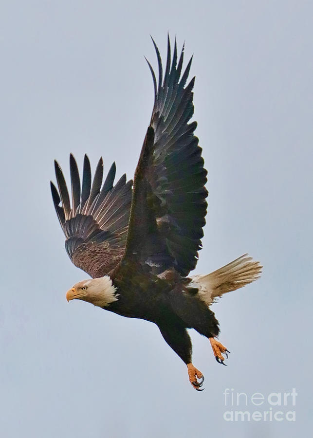 Bald Eagle Takeoff #2 Photograph by Carol Groenen