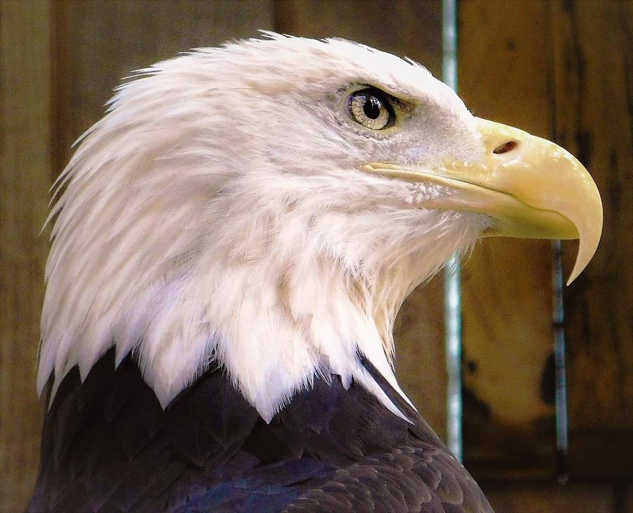 - Bald Eagle #1 Photograph by THERESA Nye