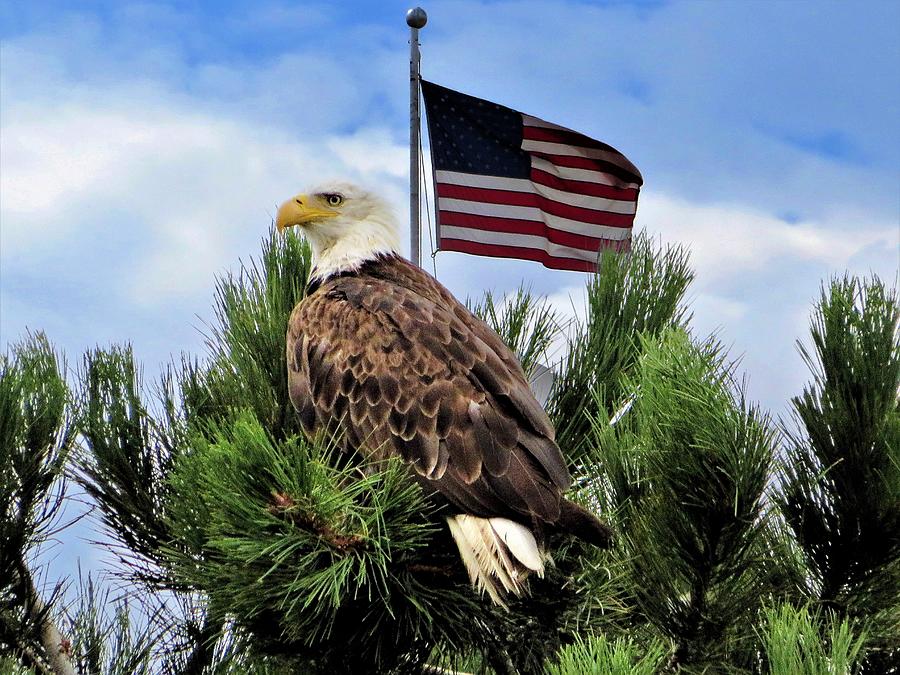 Bald Eagle US Flag 82022 Photograph by Tom Casey | Pixels