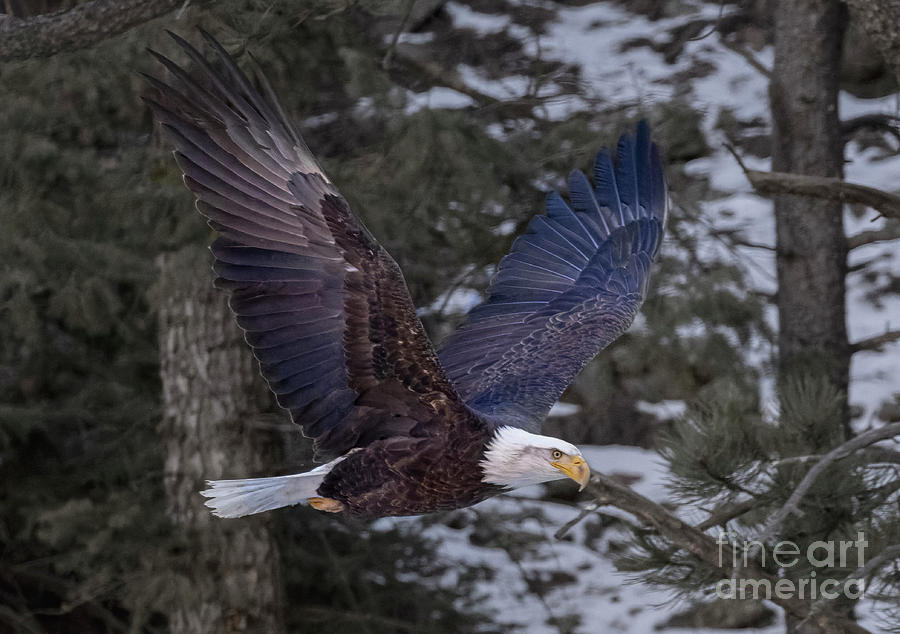 Bald Eagle Wings Up #2 Photograph by Steven Krull