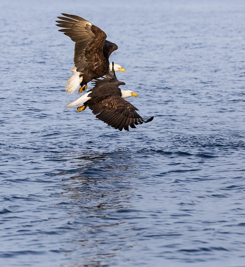 Bald eagles, Haliaeetus leucocephalus, diving for fish Photograph by Louise Heusinkveld