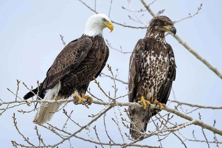 Bald Eagles Photograph by Wesley Aston