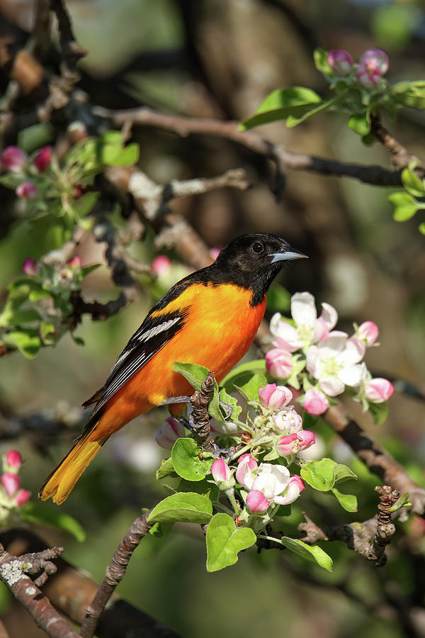 Baltimore Oriole Blossom  #1 Photograph by Brook Burling