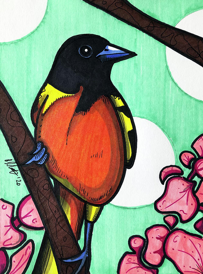 Baltimore Oriole #1 Drawing by Creative Spirit
