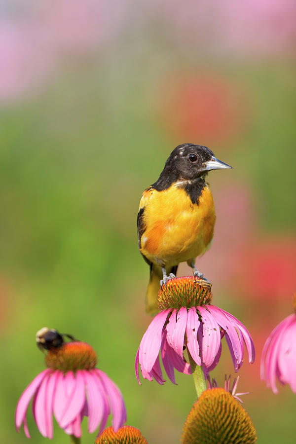 Baltimore Oriole Photograph by Daybreak Imagery