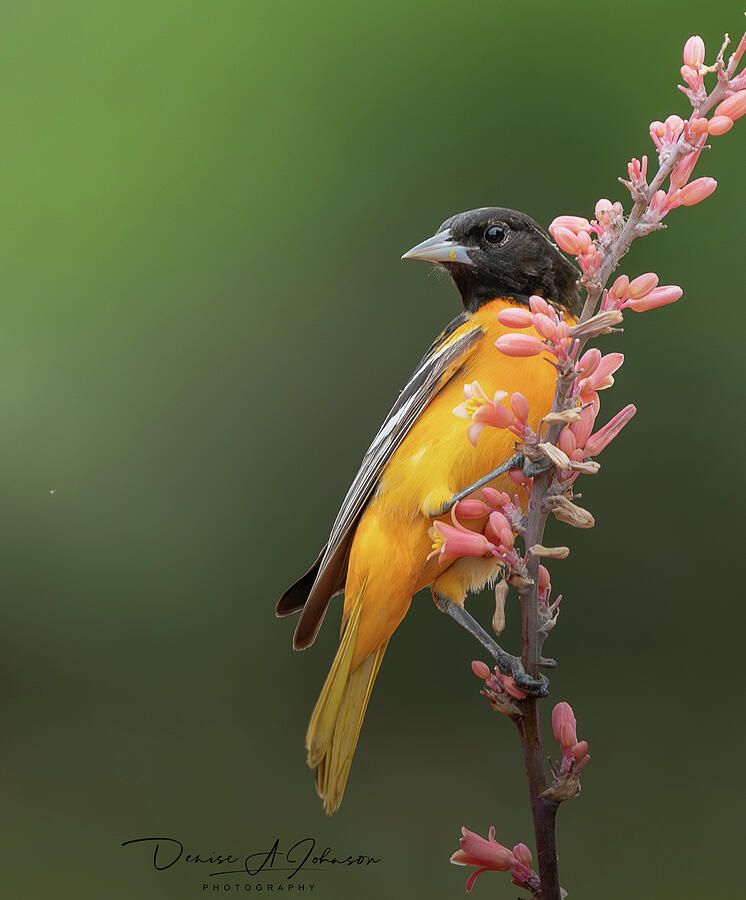 Baltimore Oriole #1 Photograph by Denise Johnson - Fine Art America