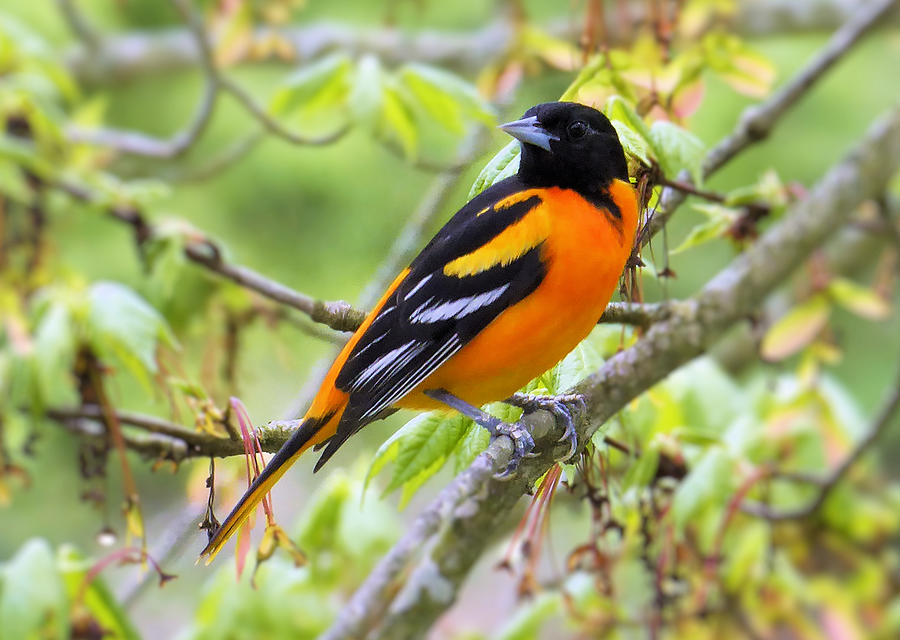 Baltimore Oriole Photograph by Melinda Marsh - Fine Art America