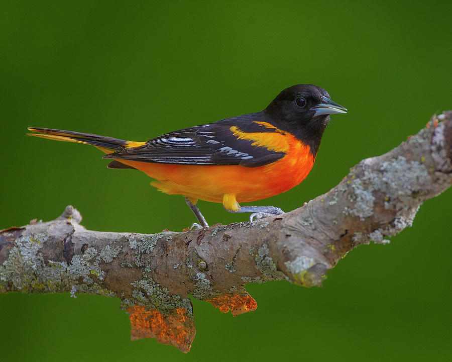 Baltimore Oriole  #1 Photograph by Timothy McIntyre