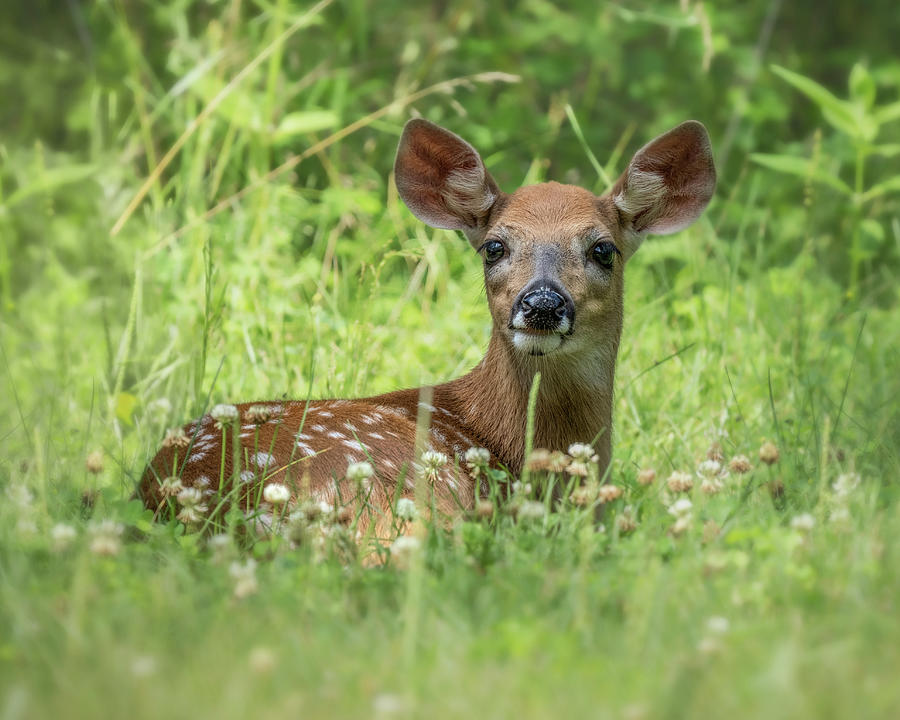 Bambi Photograph by James Overesch