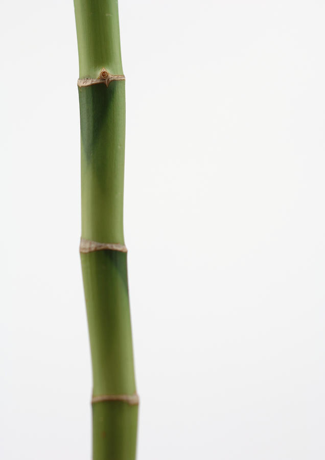 Bamboo, close-up #1 Photograph by Michele Constantini