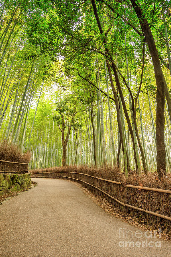 Bamboo Forest, Arashiyama, Kyoto, Japan #1 Photograph by Colin and Linda McKie